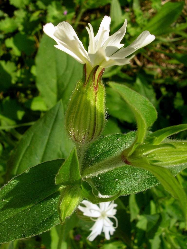 Silene latifolia subsp. alba
